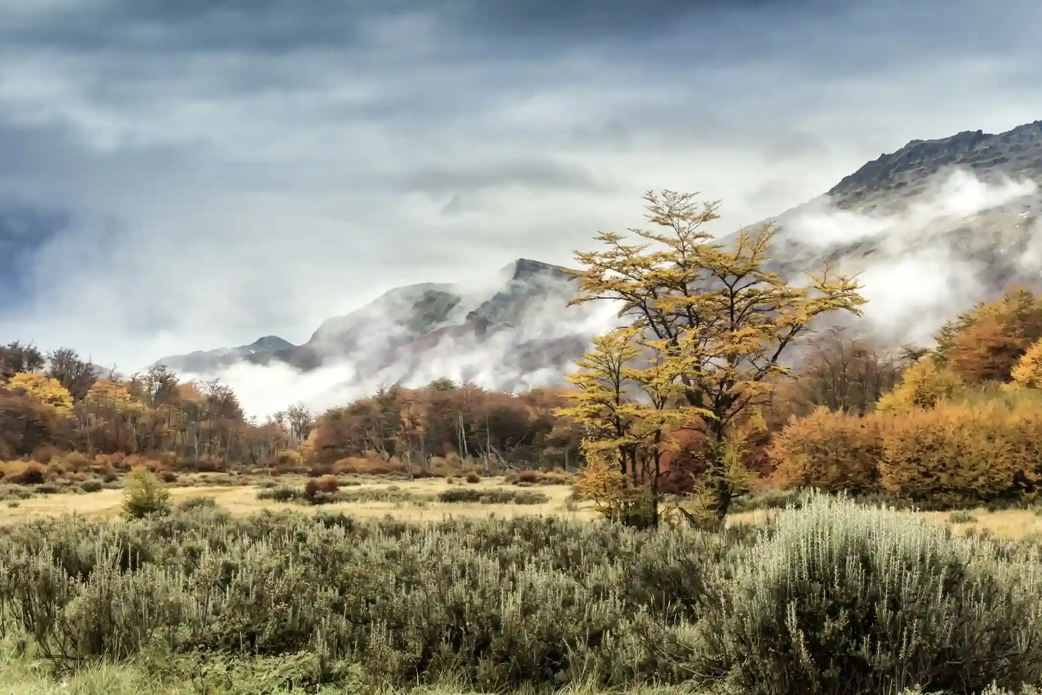 Sunlight through autumn beech forest in the southern Andes