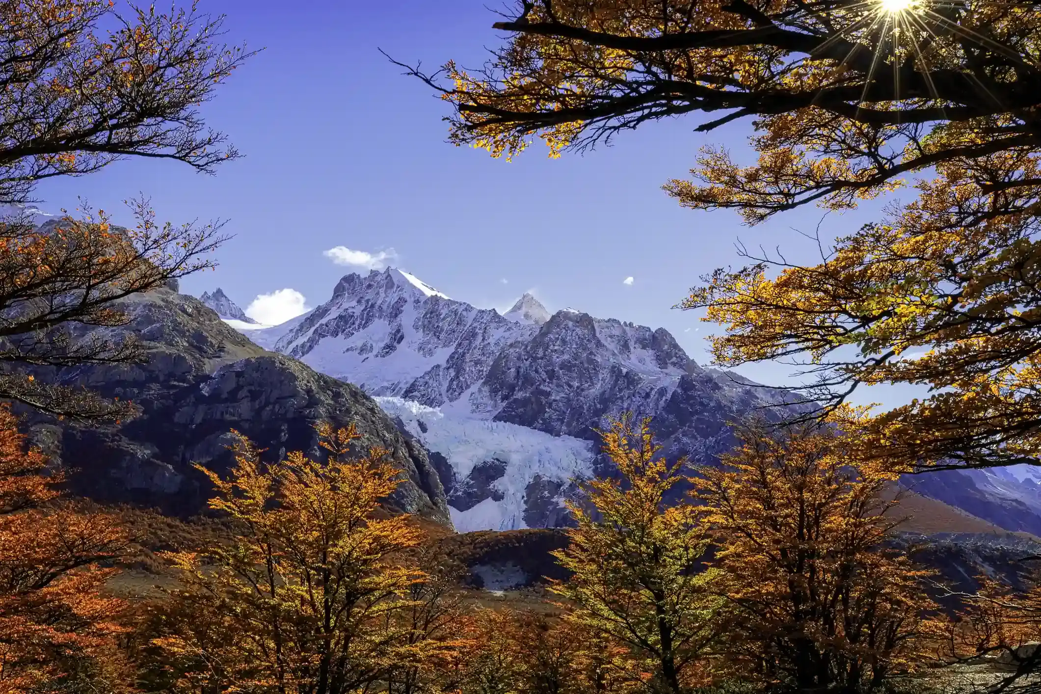 A glacier and snow-covered peaks framed by autumn beech forest